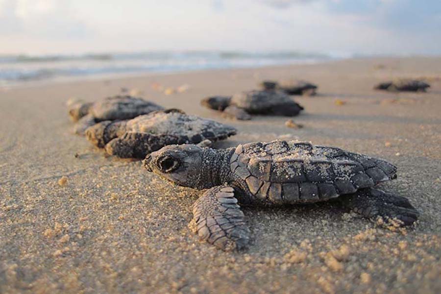 Turtle-Nesting-Sites